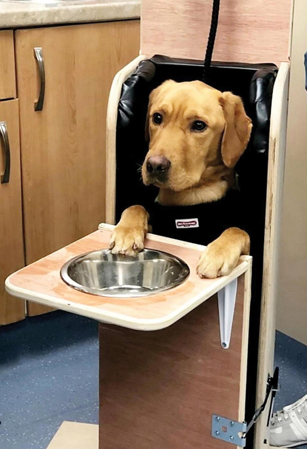 specially designed high chair for dog