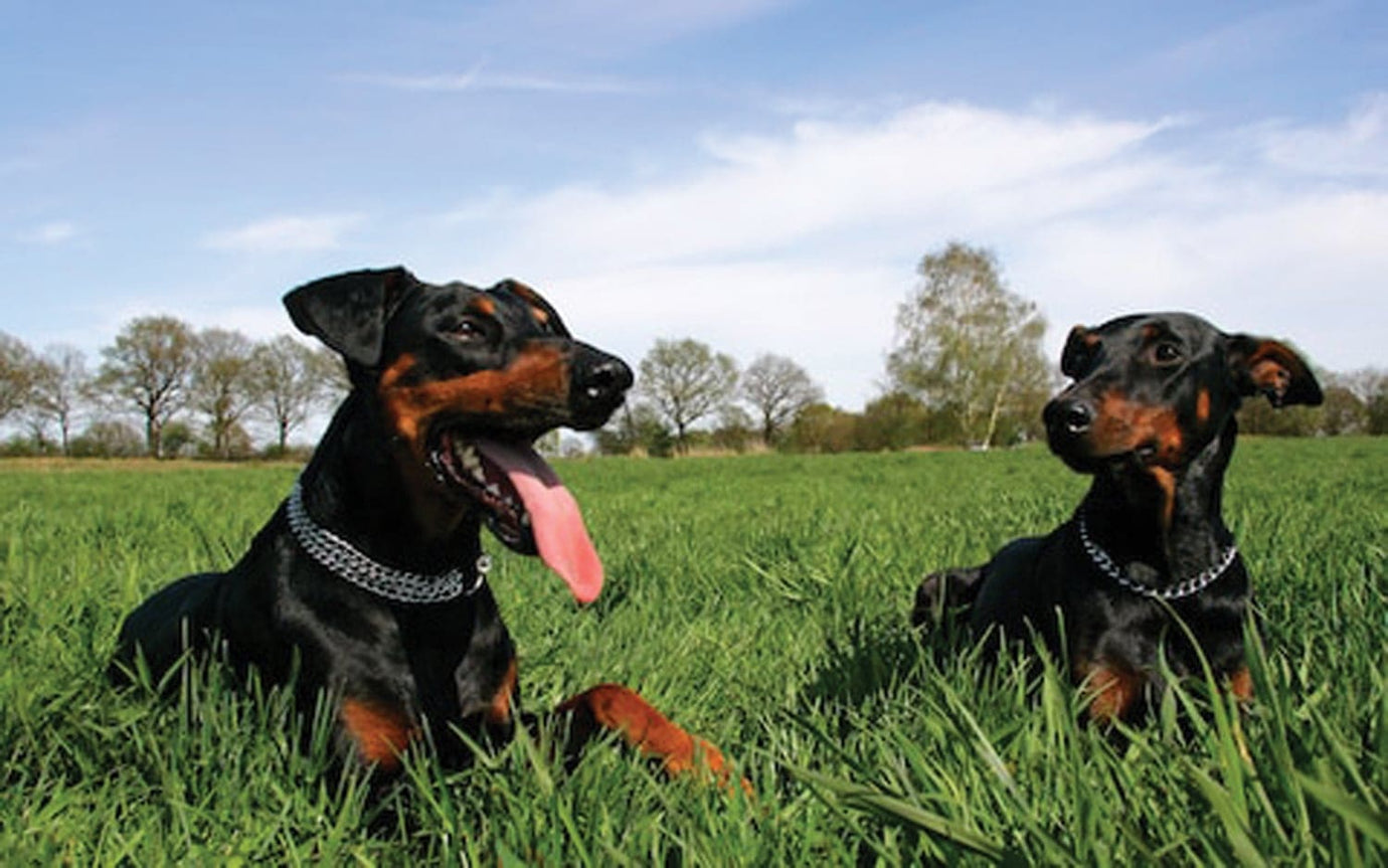 Two doberman pinscher in the grass