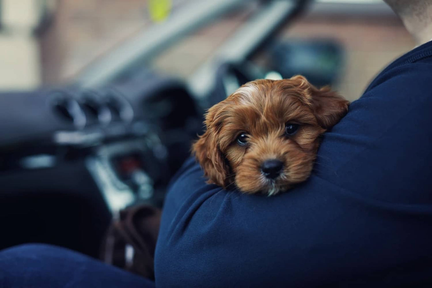 Dog Friendly Service Stations