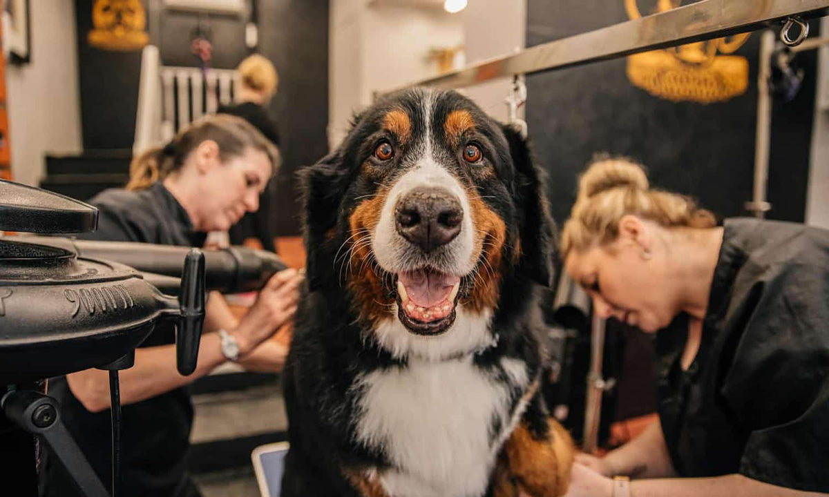 ‘My dog’s haircut costs more than mine!’ A day at the groomers with Os My Pet Matters