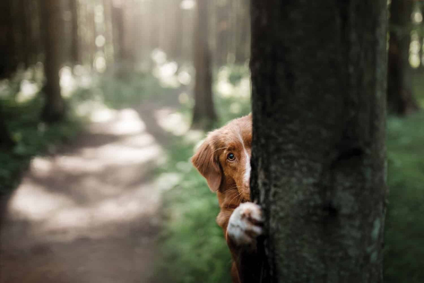 Dog Hiding