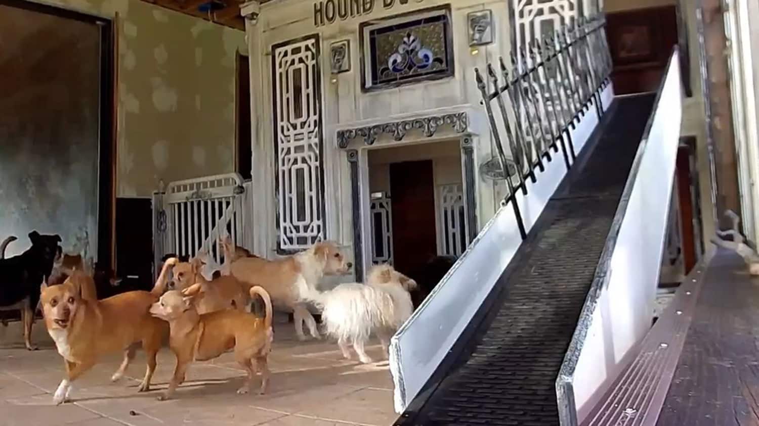 dog mansion