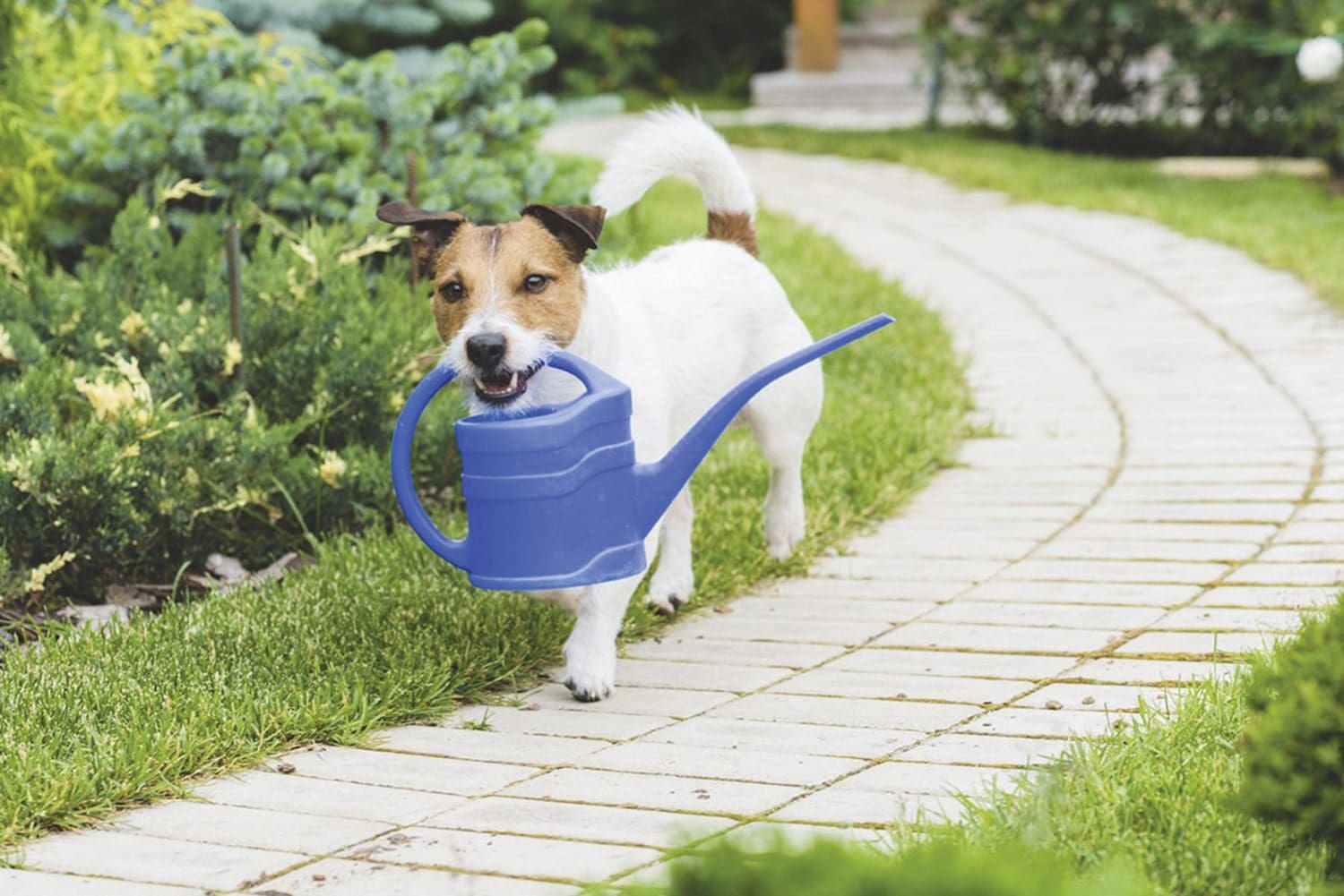  jack russel with a watering can