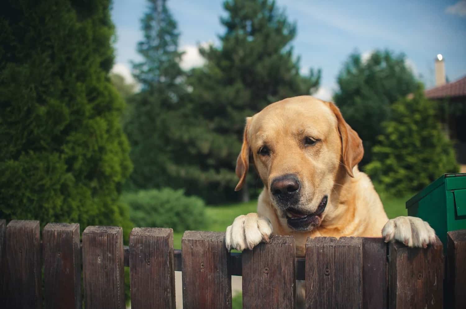 dog-safe garden