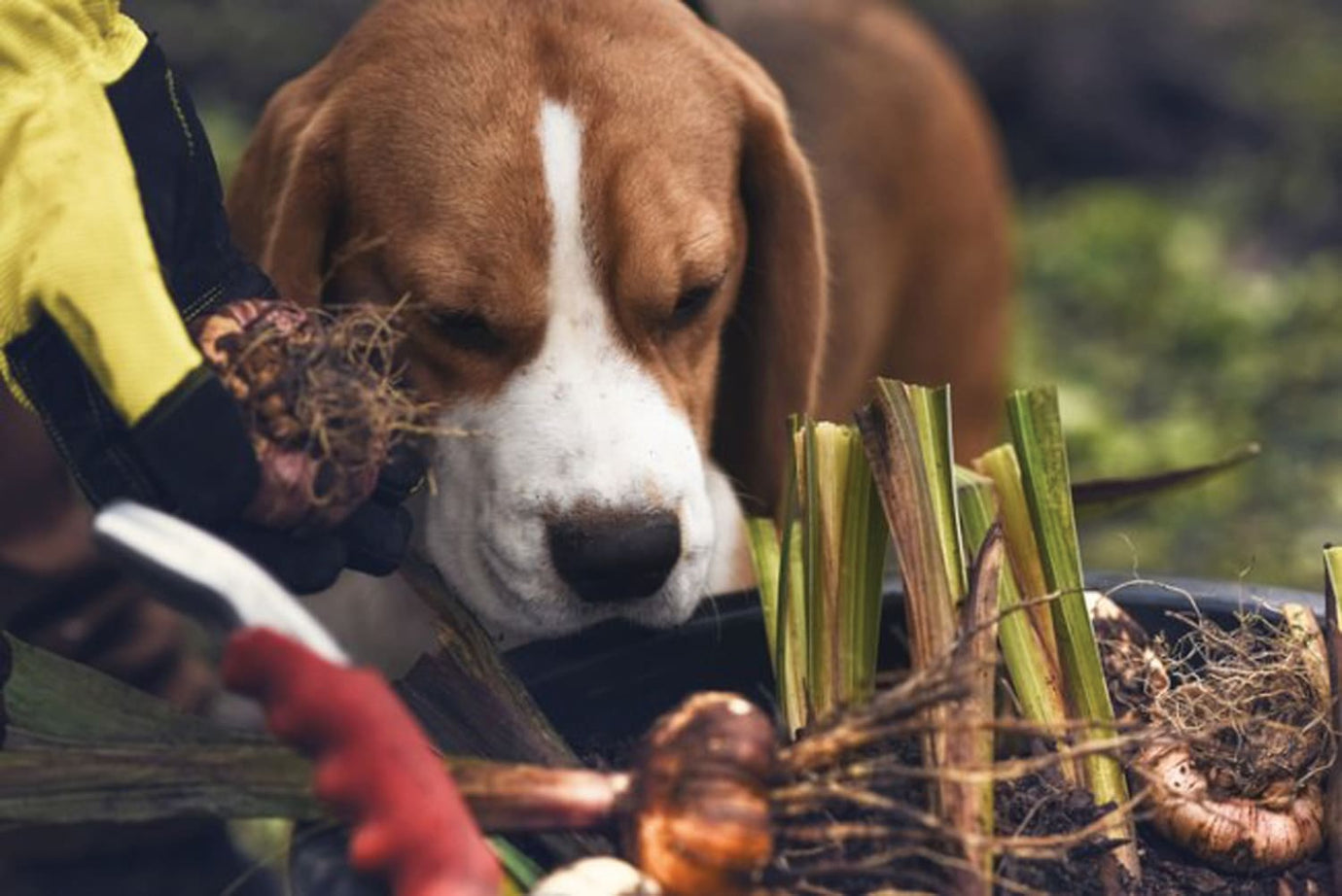 pets and plants