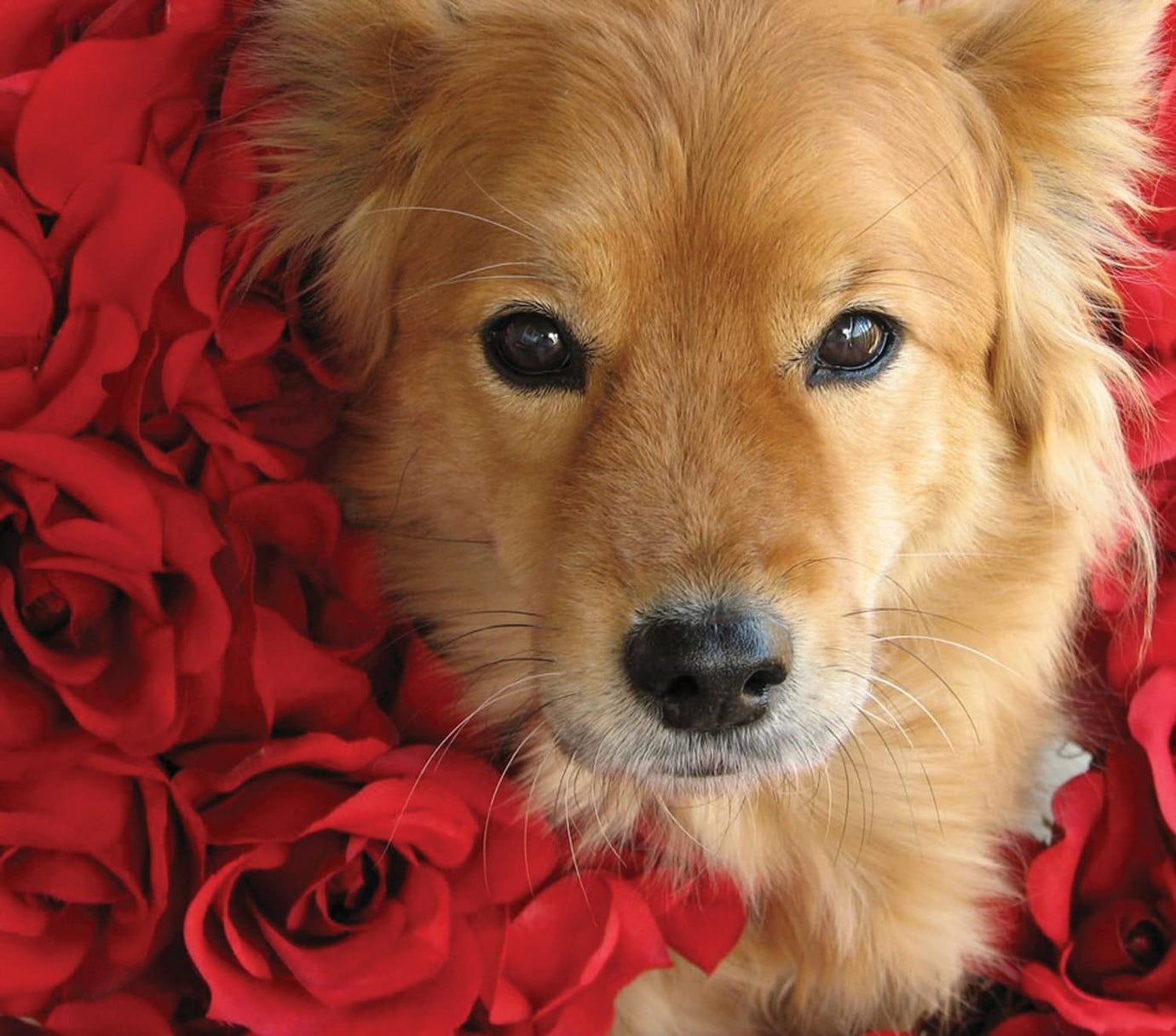 shetland sheepdog with red flowers