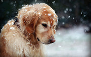 The 6 deadliest dangers for your pet this Winter
