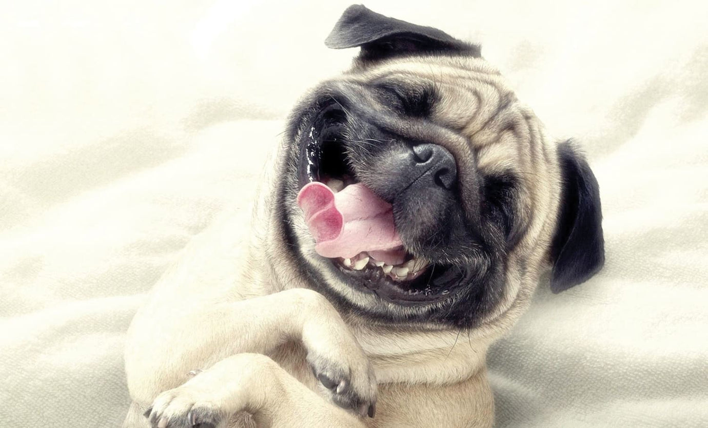 happy dogs pug