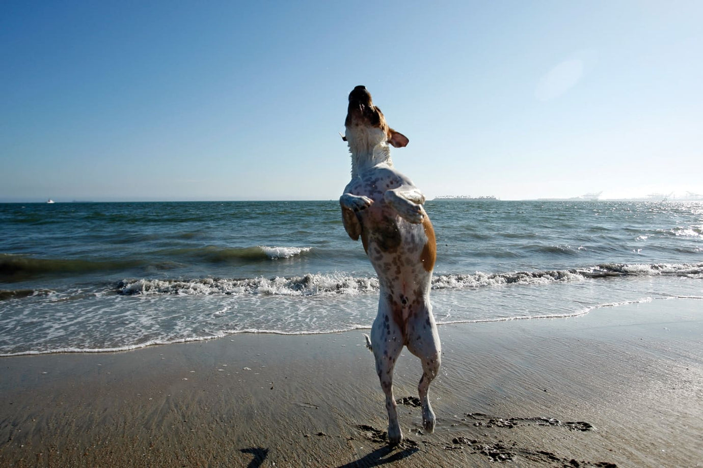 happy dog on the beach