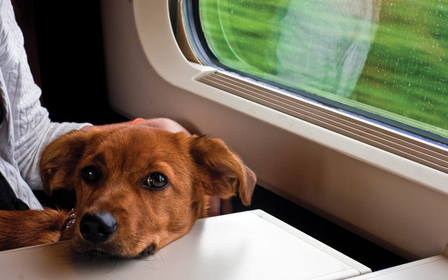 Your canine carriage awaits: Travelling with your dog on a train – My ...