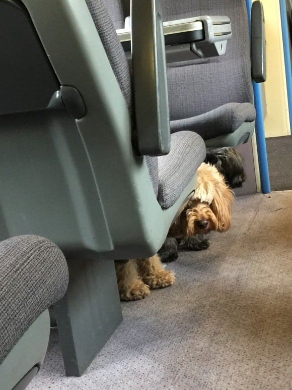 canine passengers