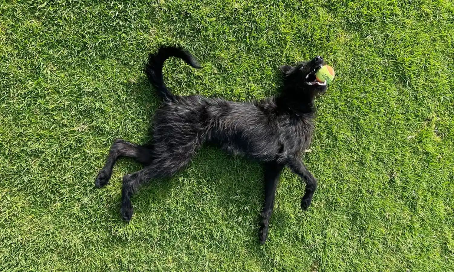 Dog Park