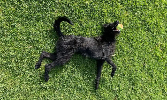 Anghofiwch Twitter, fy mharc cŵn lleol yw sgwâr y dref go iawn