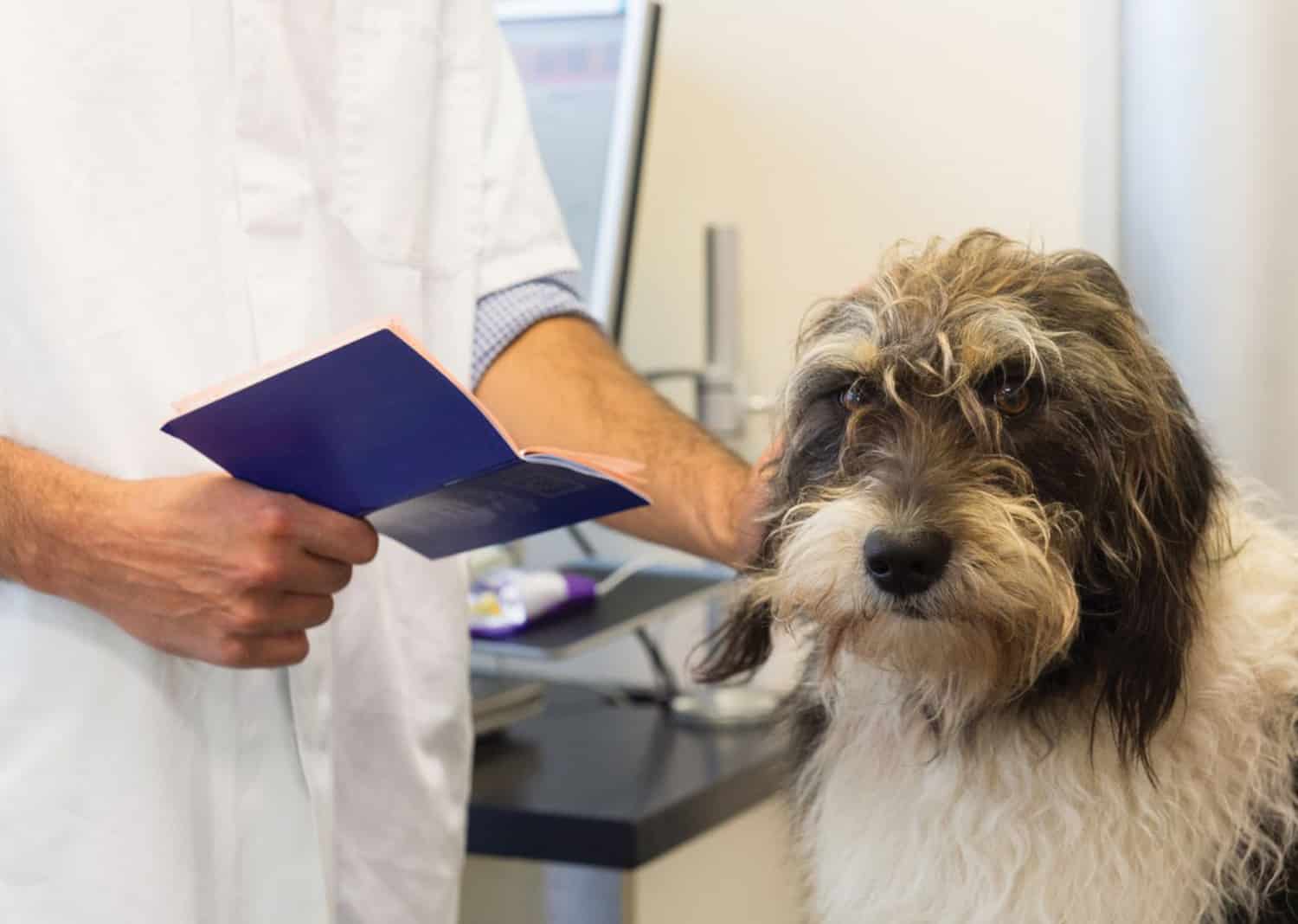dog health certificate