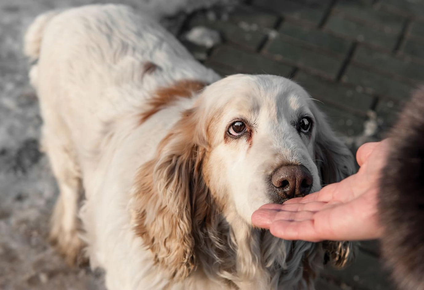 Long-Haired Dog Breeds