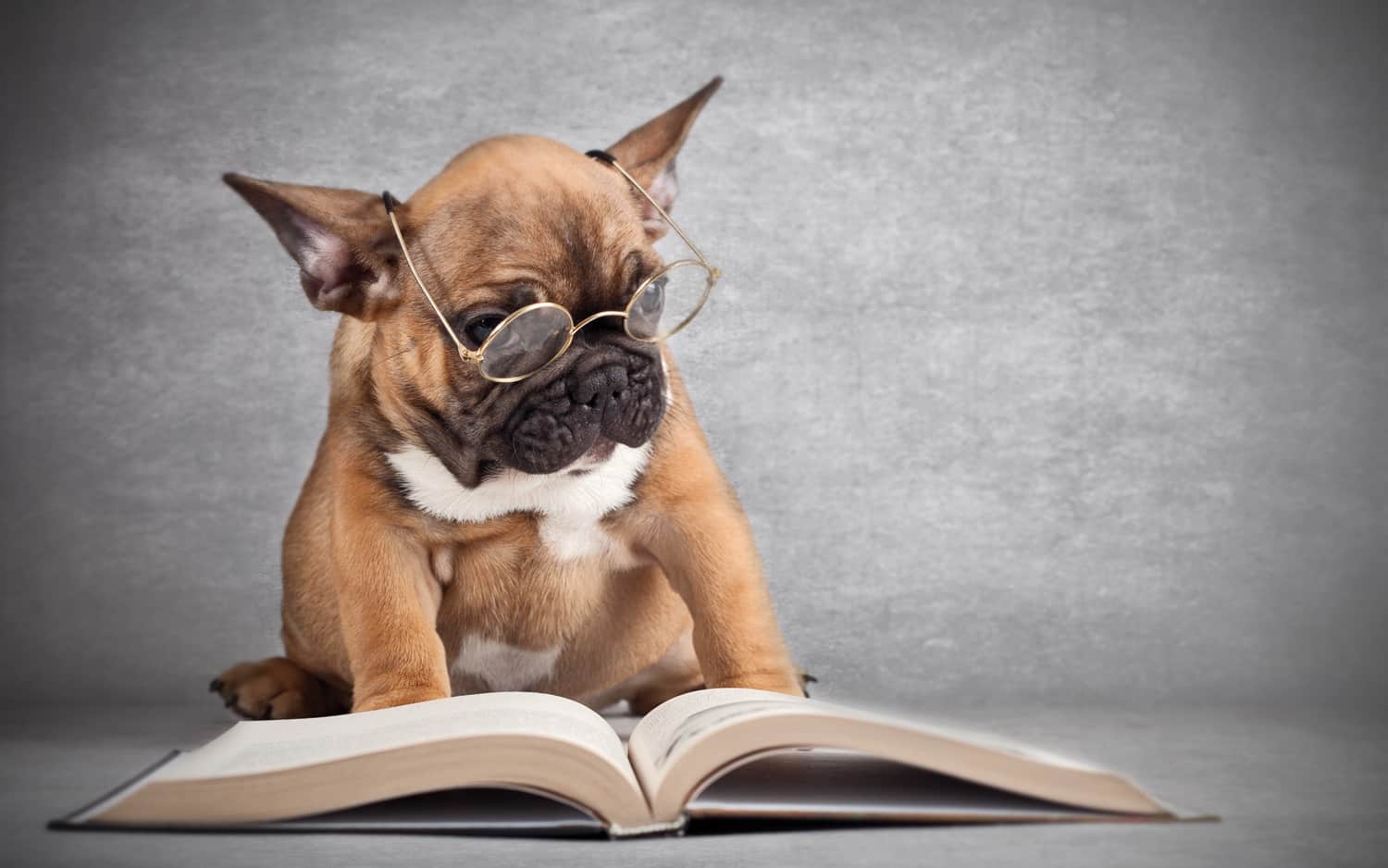 dog stories