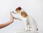 Jack russel showing Dog Skills