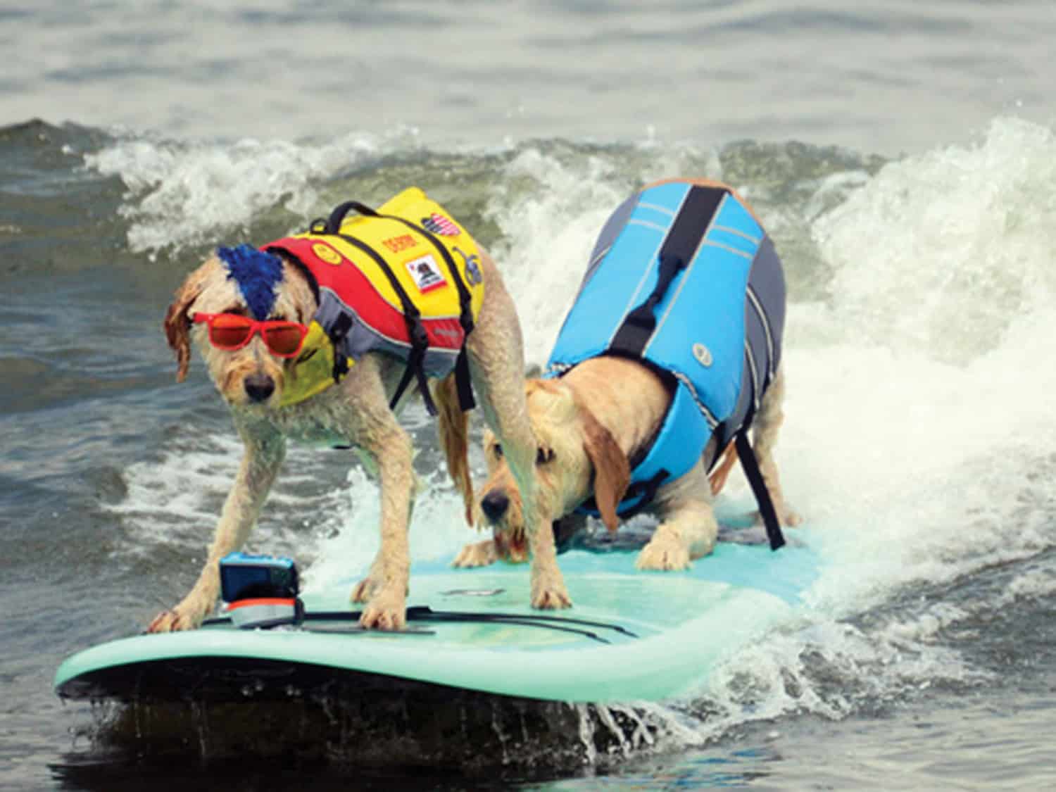 surf