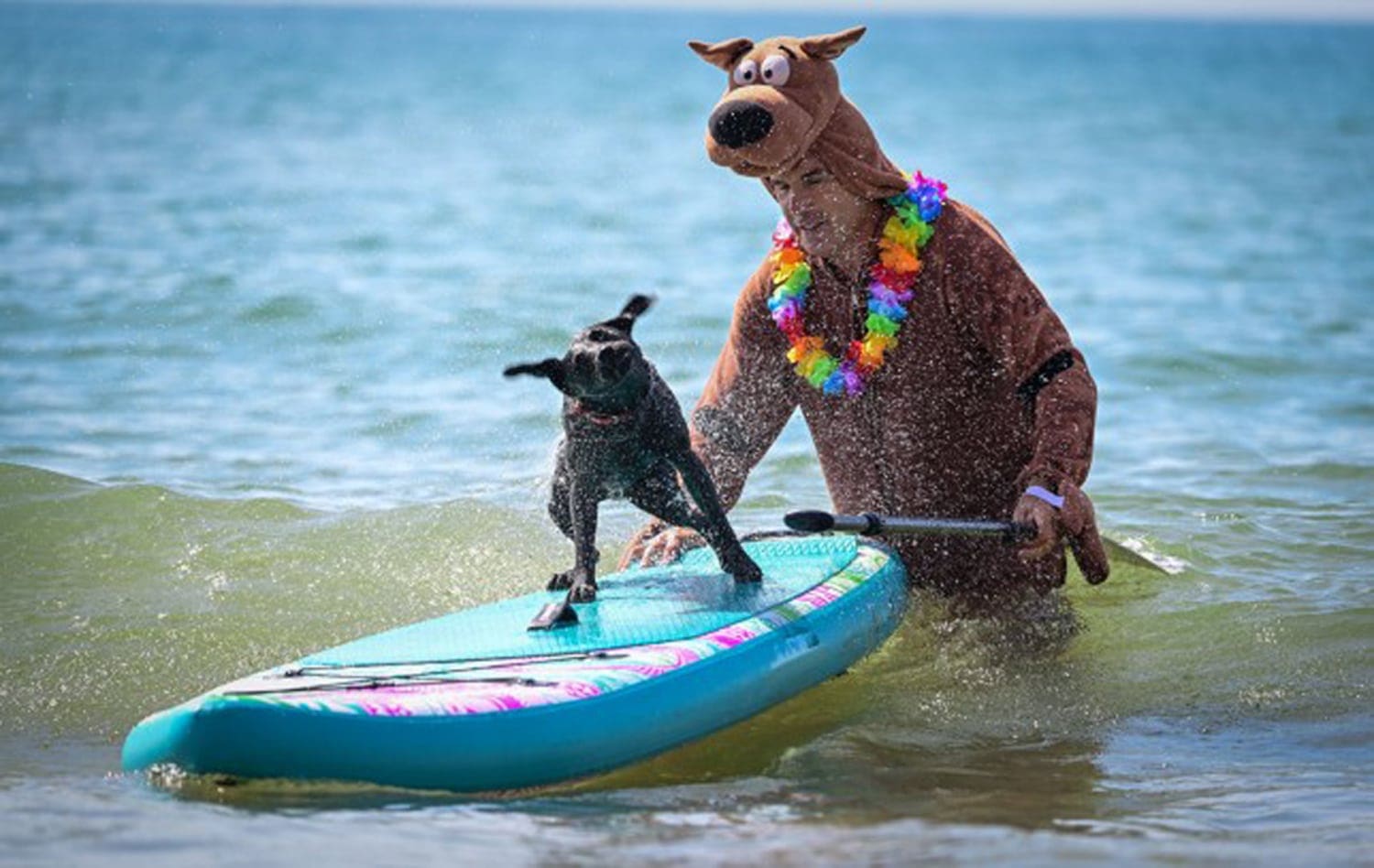 Dog Surfing