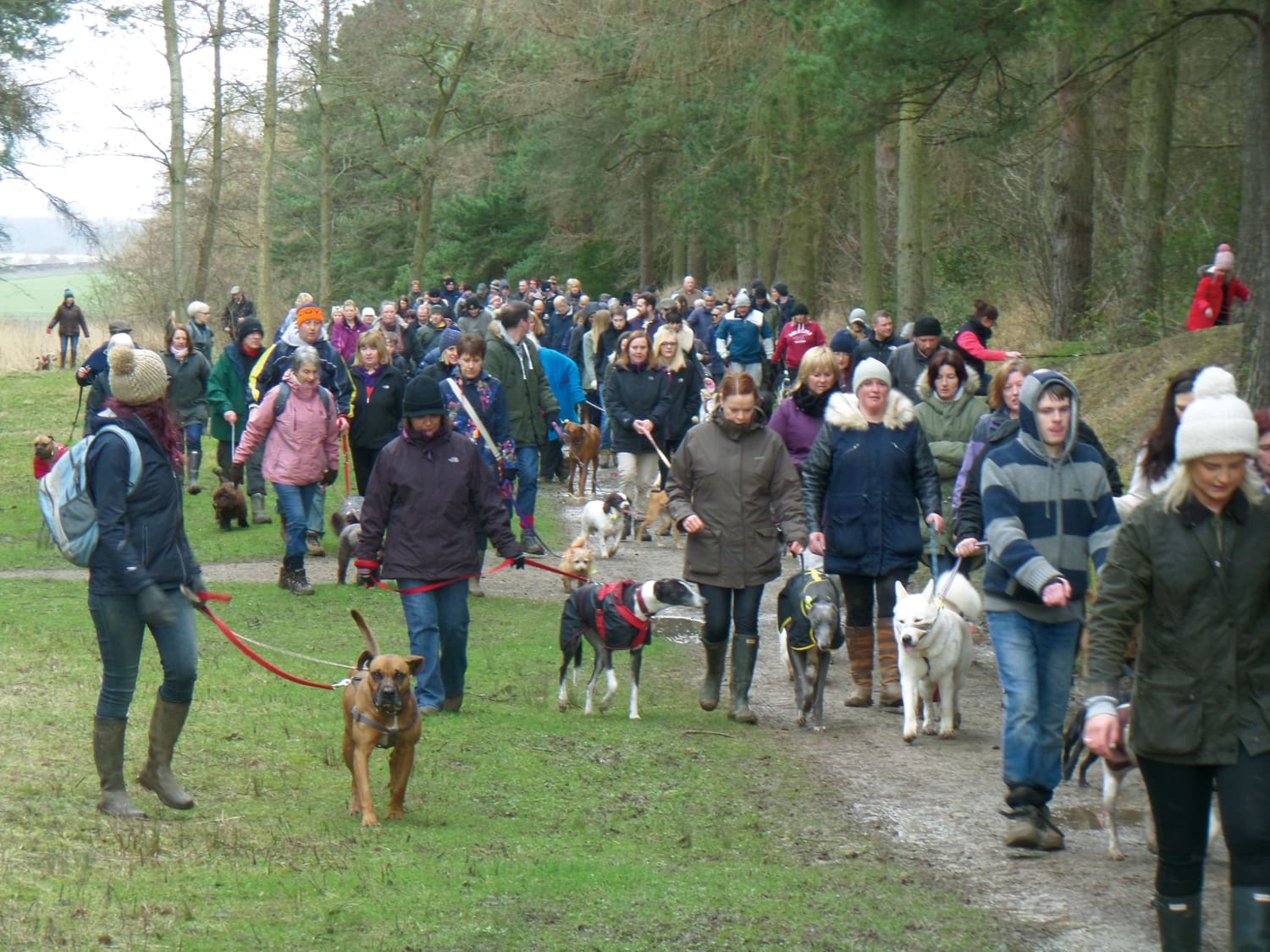 Am gariad anifeiliaid: Ffyrdd gwych i gariadon anifeiliaid anwes helpu anifeiliaid y Nadolig hwn