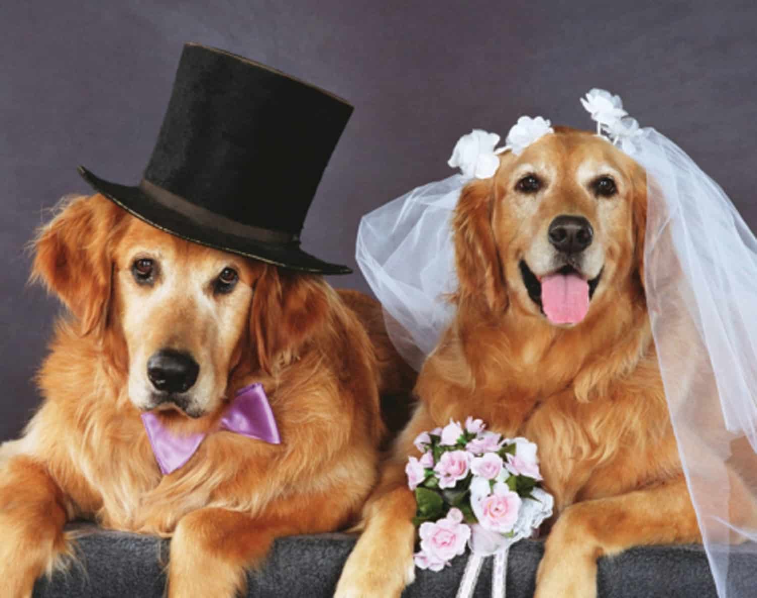 doggy wedding