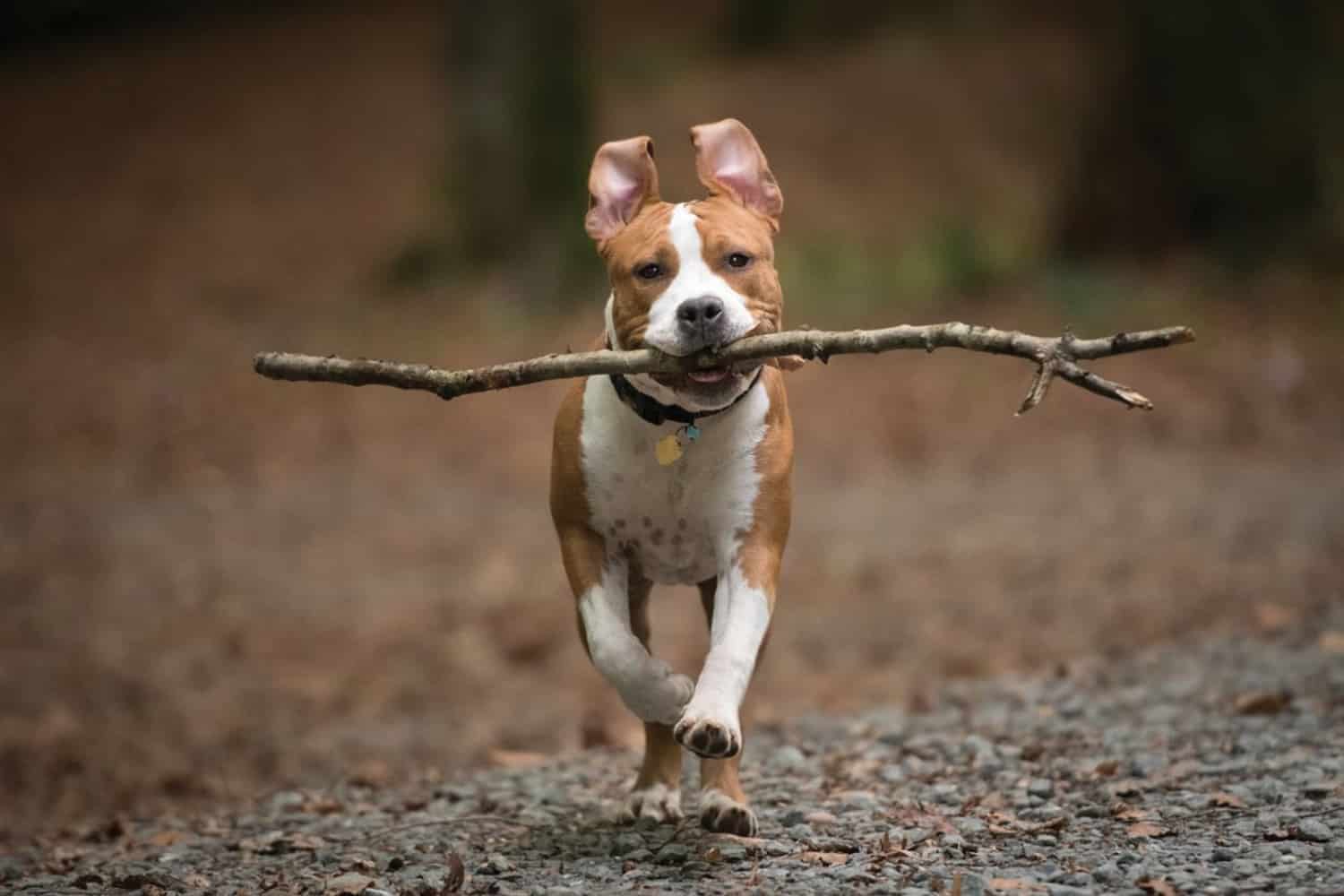 sticks