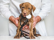 dogs vaccinations