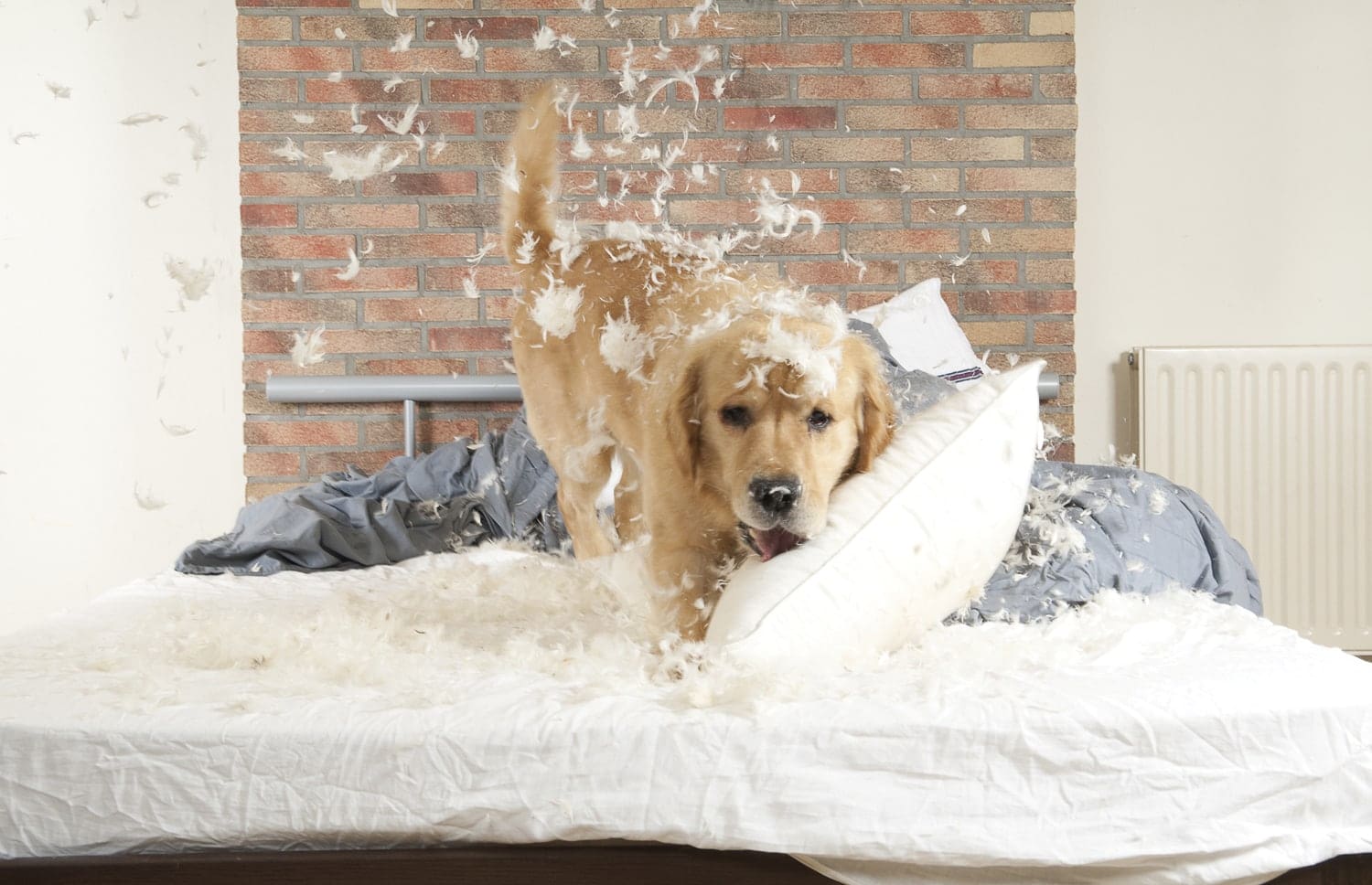 owning dog