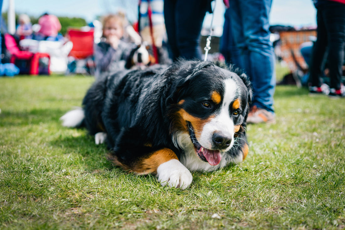 DogFest at FarmFest 2026