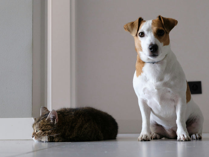 Feed them, love them and play them drum’n’bass: Vets’ tips for keeping pets happy and healthy