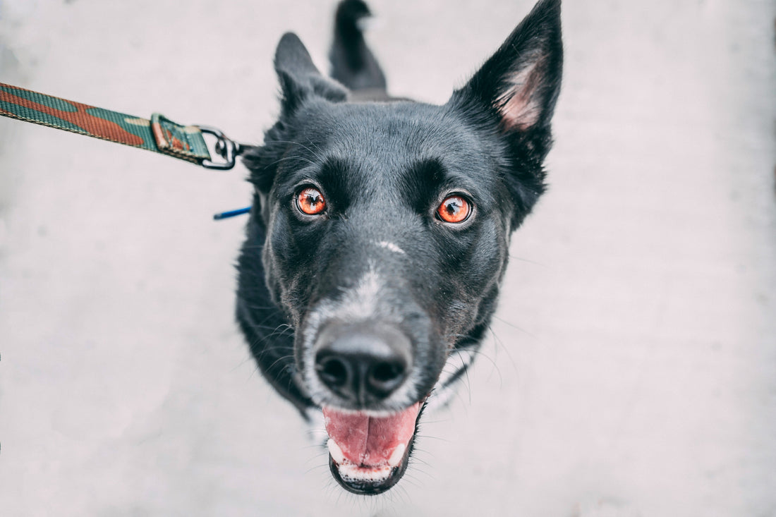 Dogs have revealed their dream walk!