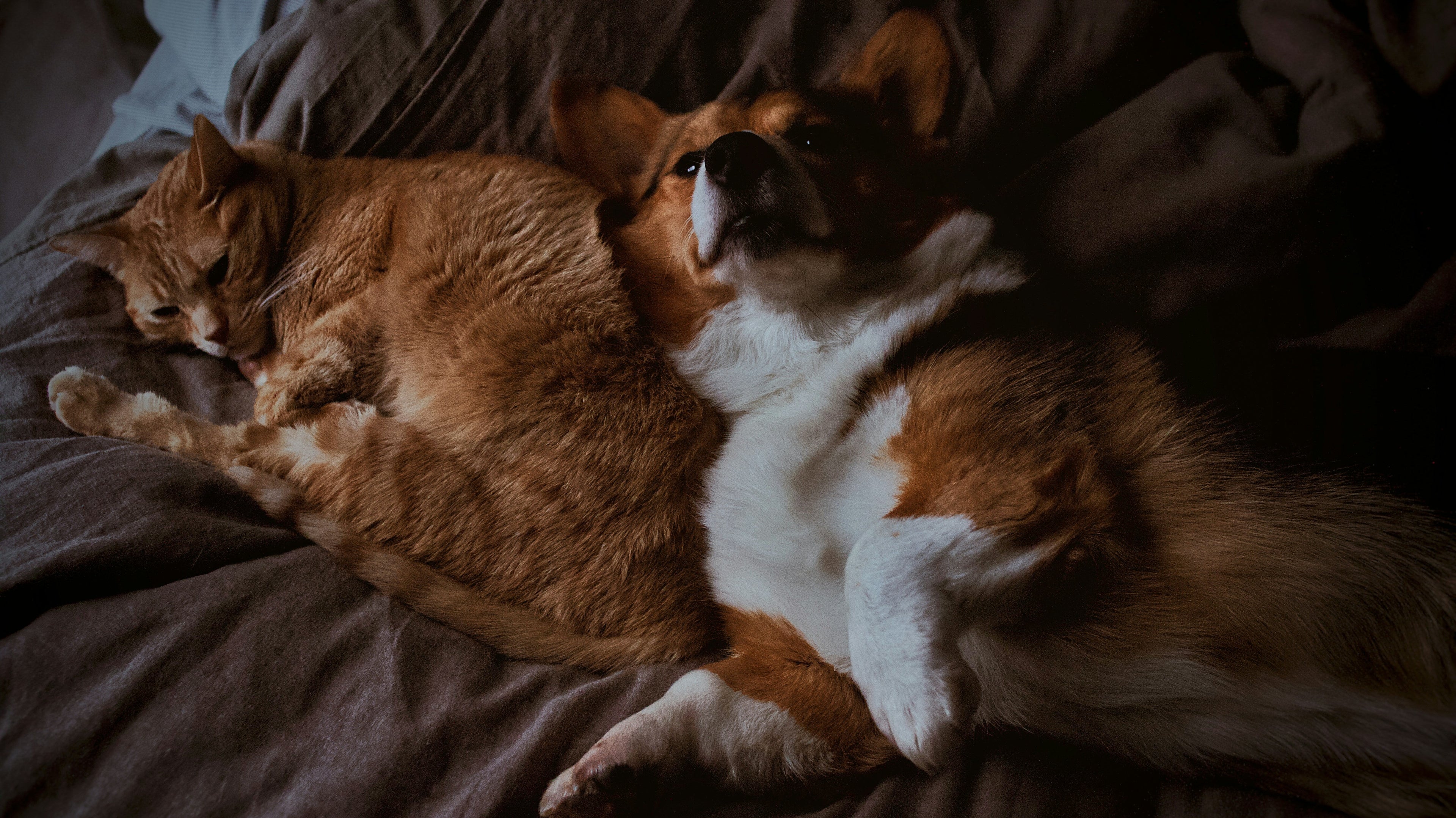 Owning dog or cat could preserve some brain functions as we age, study says
