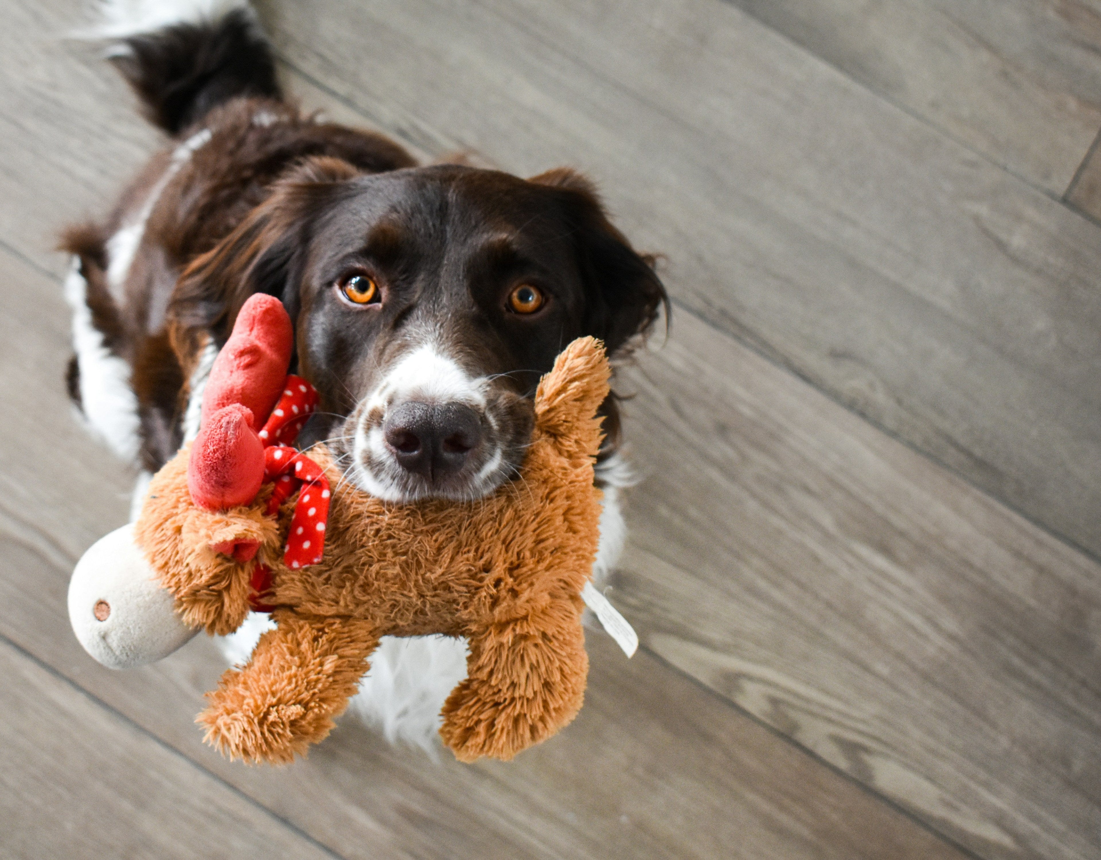 Puppy love: I’m a vet - the 10 secret signs your dog really loves you, and it’s good news if they always jump up