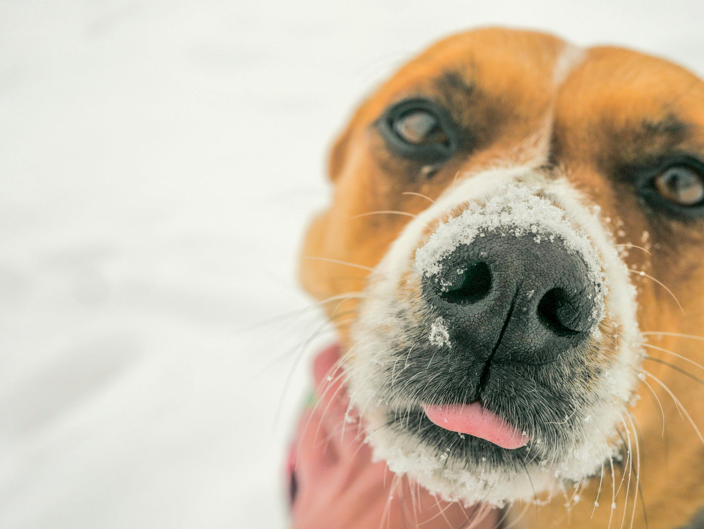 How to keep your dog safe and warm in cold weather