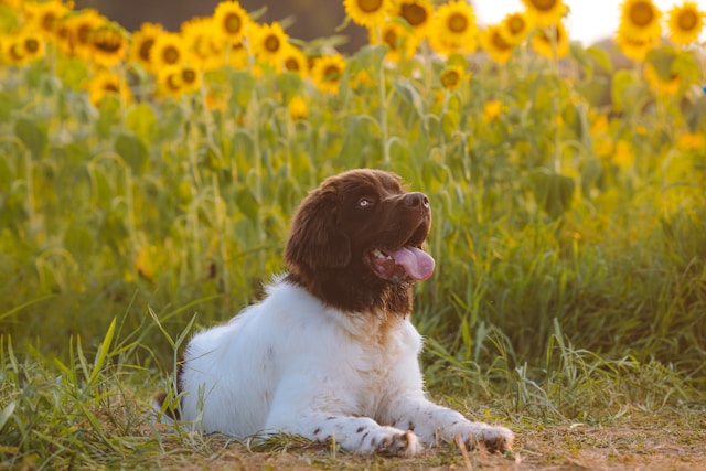 Hot dogs: Vet warns 8 popular dog breeds could be at risk in the UK this summer