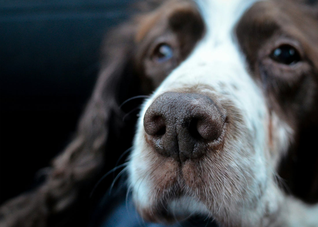 10 amazing facts about dogs