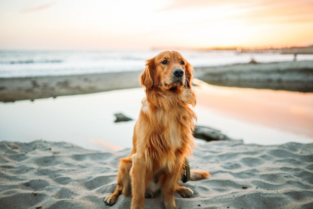 Doggie paddles: 10 of the best dog-friendly beaches in the UK