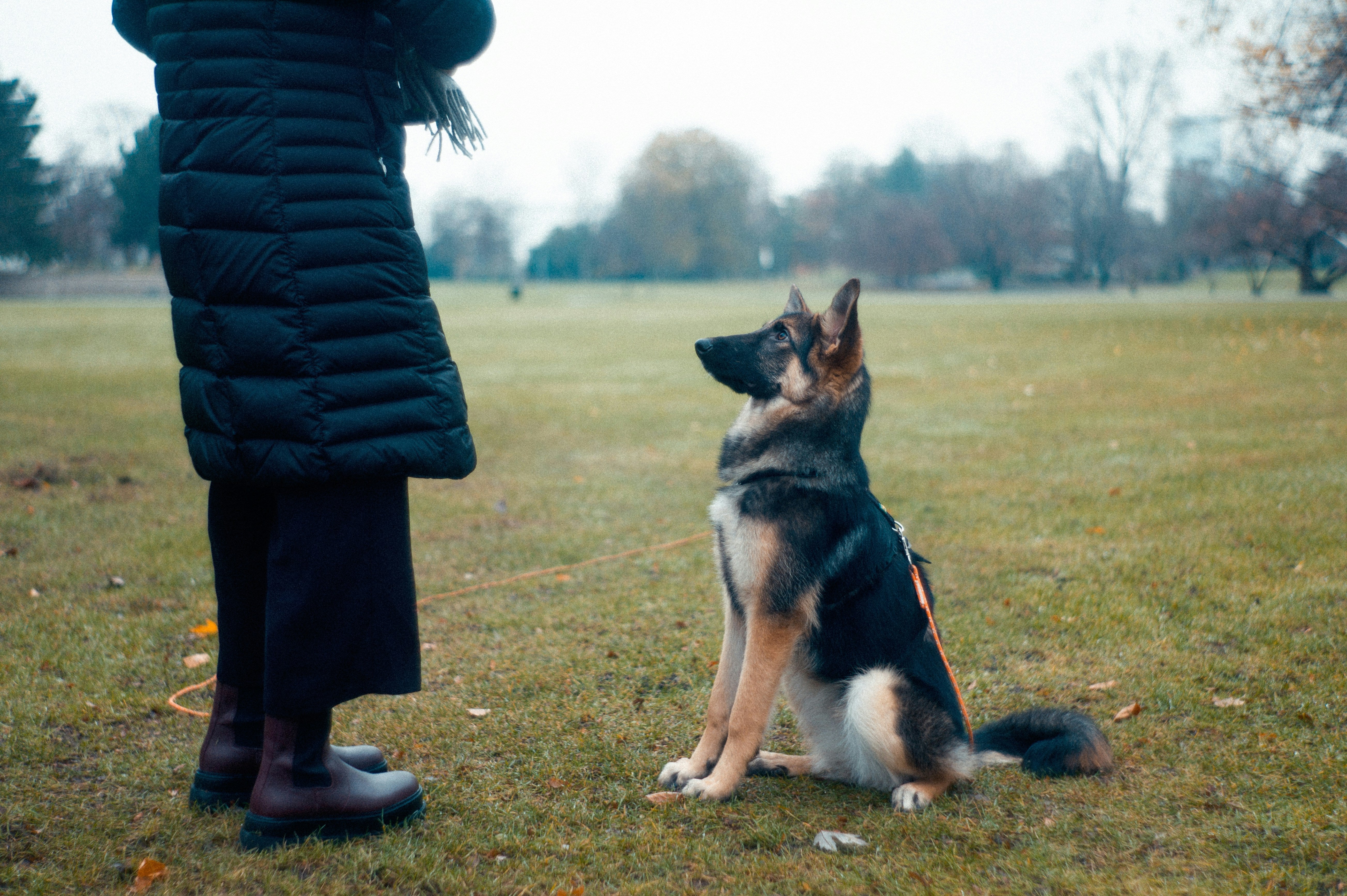 Canine communication: How to train your dog - and not lose your mind
