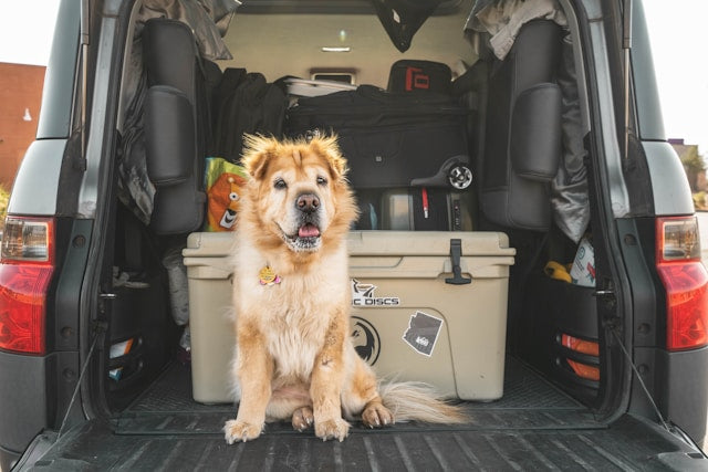 Should you take your dog on holiday? We went on a European road trip with our border terrier to find out