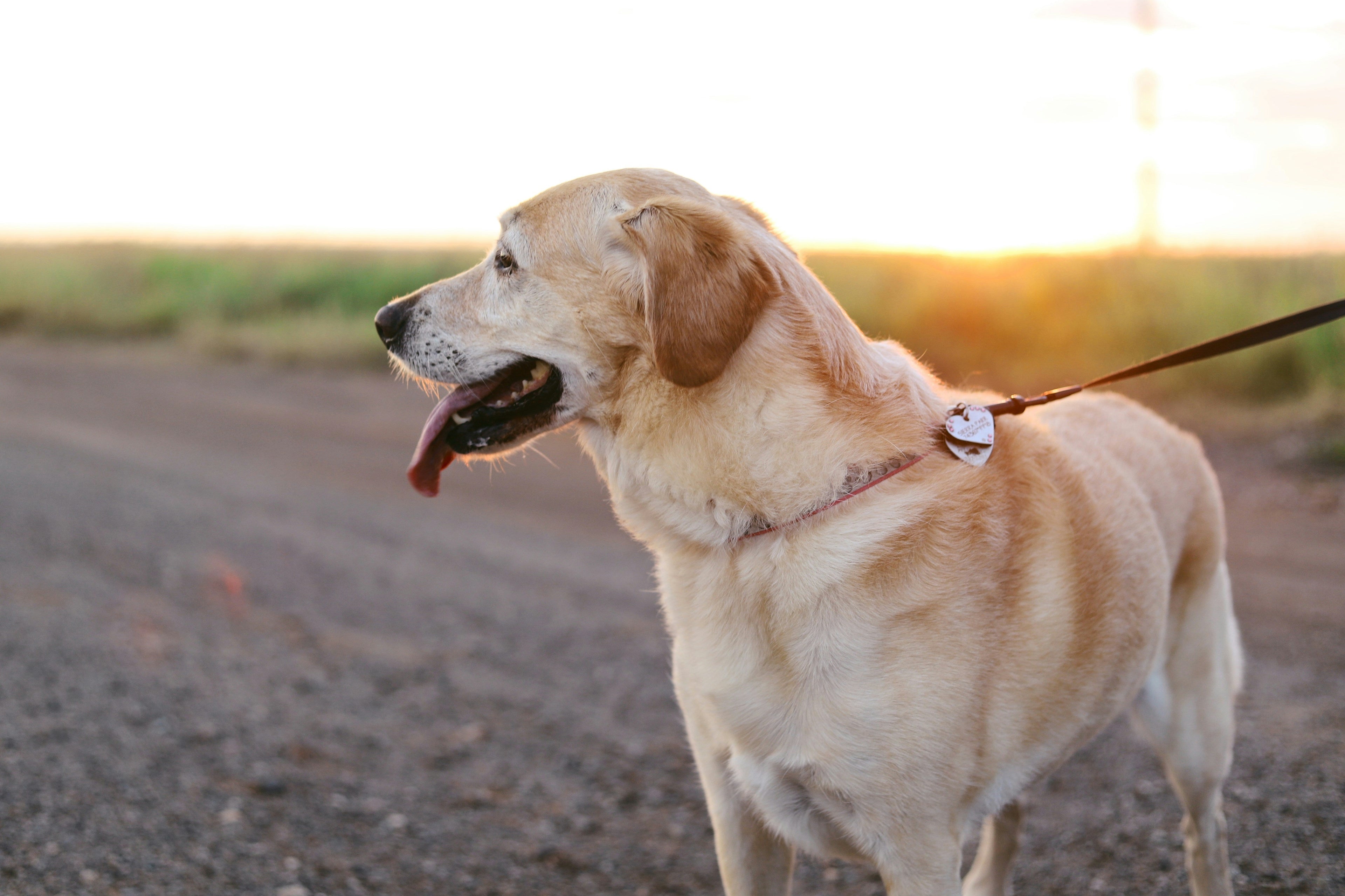 You're walking your dog wrong! Experts reveal why your pet is suddenly acting up on walks – and say 'spring fever' could be to blame