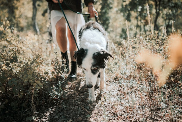 New study reveals 8 in 10 dog owners believe taking walks with their pet has improved their mental health