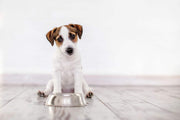 Jack Russel in front of bowl