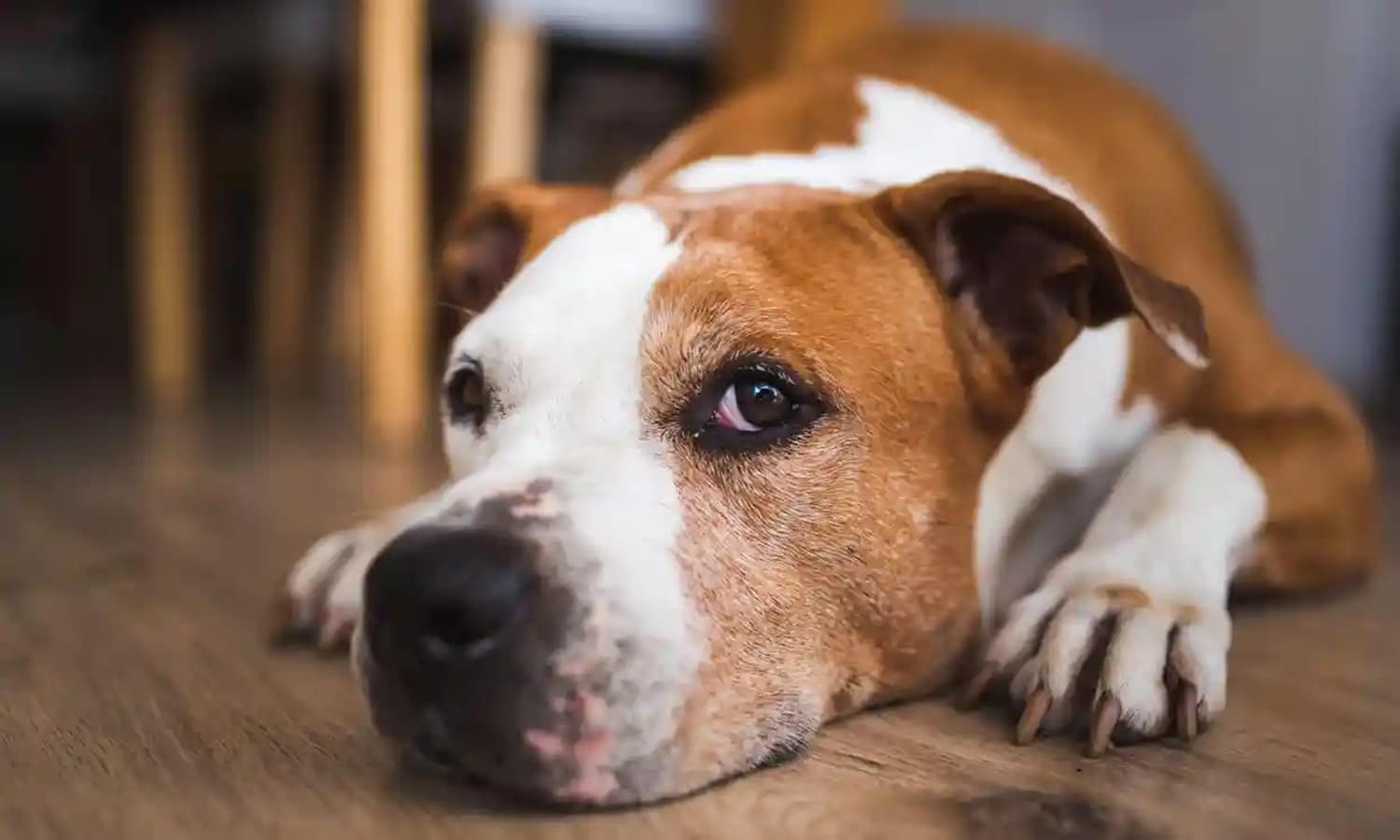 canine dementia