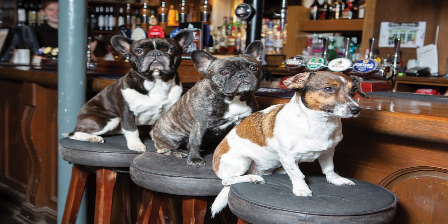 dog-friendly pub