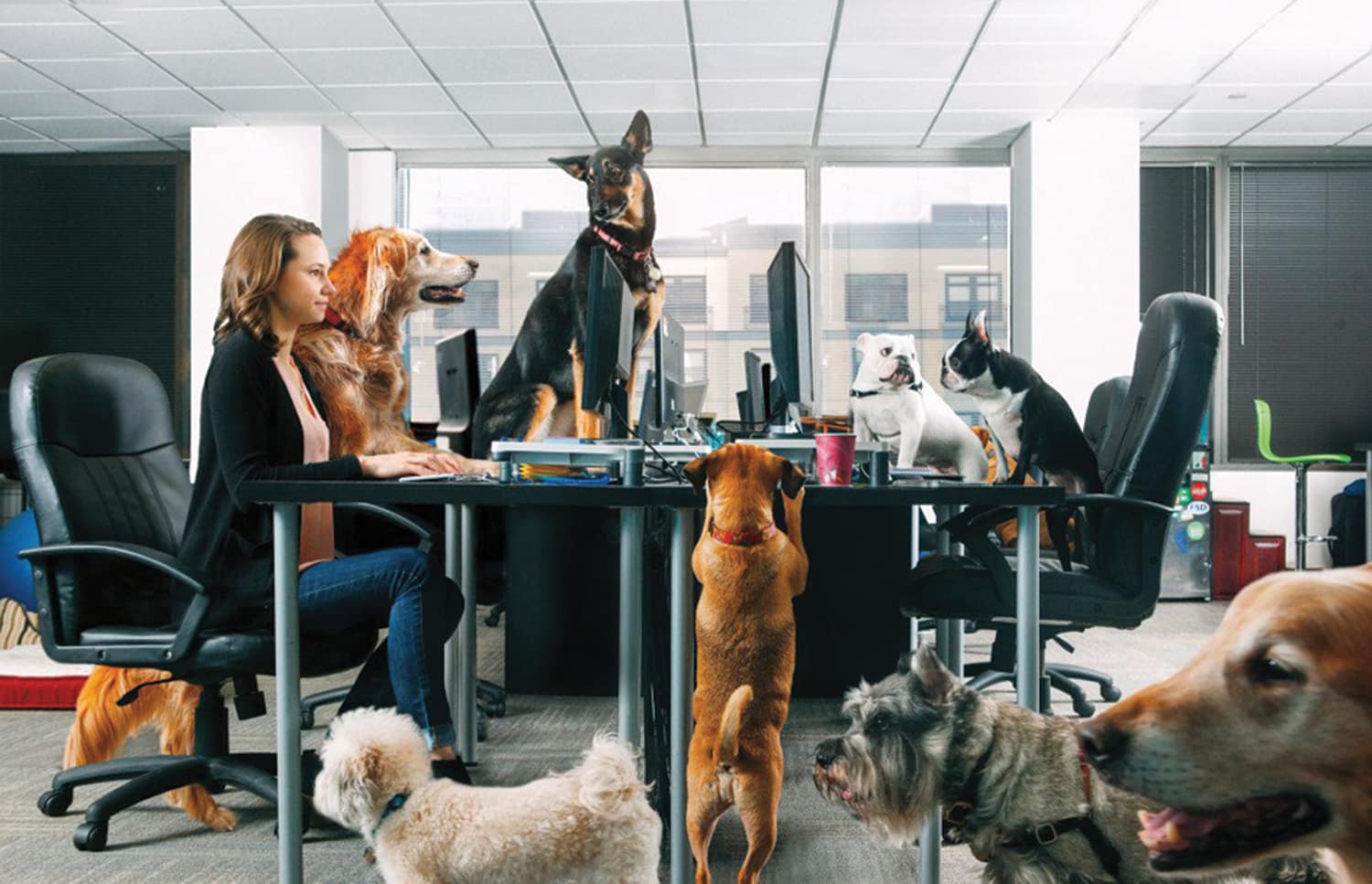 dog-friendly offices