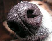 Dogs Nose