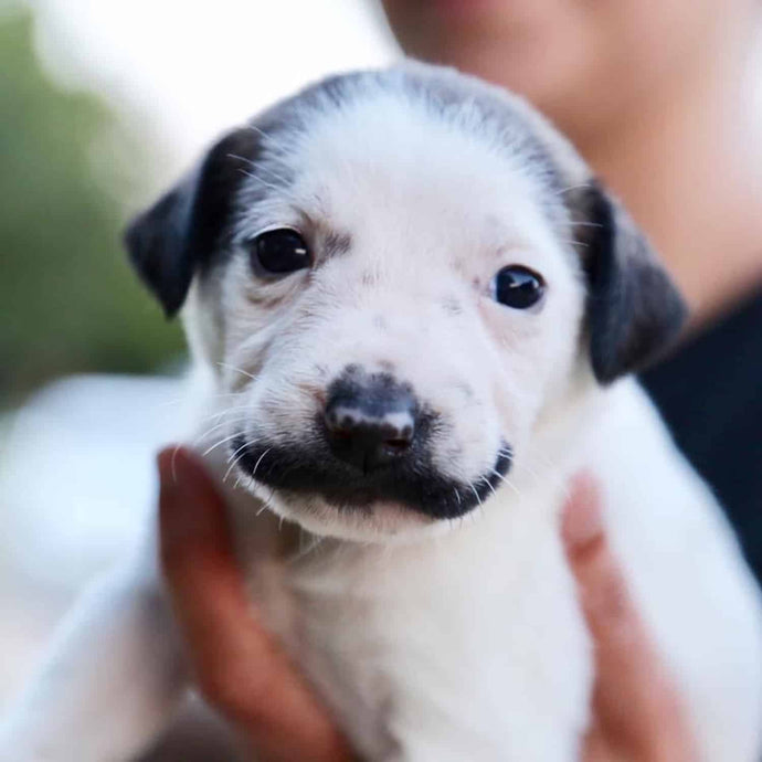 Salvador Dolly: Rescue puppy born with the cutest handlebar moustache goes viral on social media