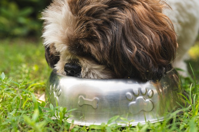 Pet owners warned to look for symptoms that 'can often be fatal' as heatwave hits