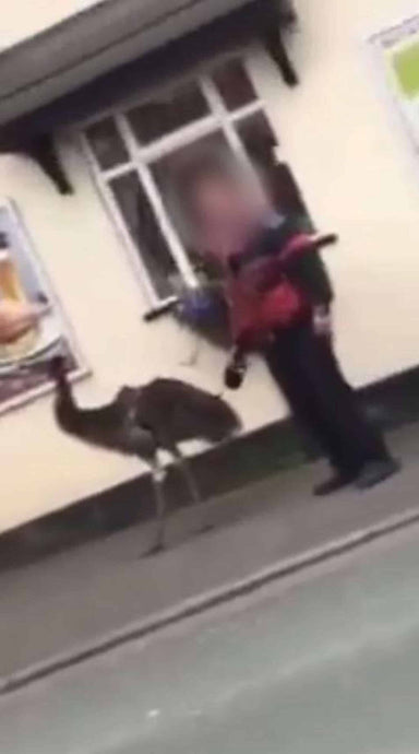 Éan mór! Nóiméad aisteach fear gafa ar cheamara ag tabhairt ae peataí ar shiúlóid taobh amuigh de theach tábhairne agus é ag dul i ngleic le hysterics