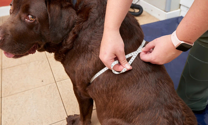 'Níos mó fosaithe ar an ispíní': Tugann an staidéar léargas ar otracht i Labradors